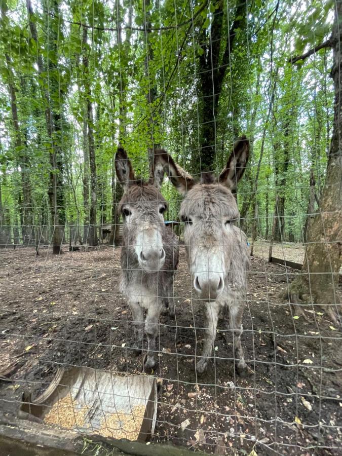 Rifugio Sfilzi - Foresta Umbra Séjour à la ferme Vico Del Gargano